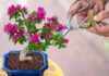 The Green Thumb’s Guide to Unkillable Plants: 5 Varieties That Thrive with Ease