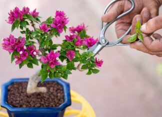 The Green Thumb’s Guide to Unkillable Plants: 5 Varieties That Thrive with Ease