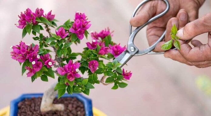 The Green Thumb’s Guide to Unkillable Plants: 5 Varieties That Thrive with Ease