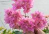 The Reluctant Bougainvillea: Tricks to Get Your Vine Blooming