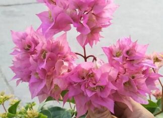 The Reluctant Bougainvillea: Tricks to Get Your Vine Blooming