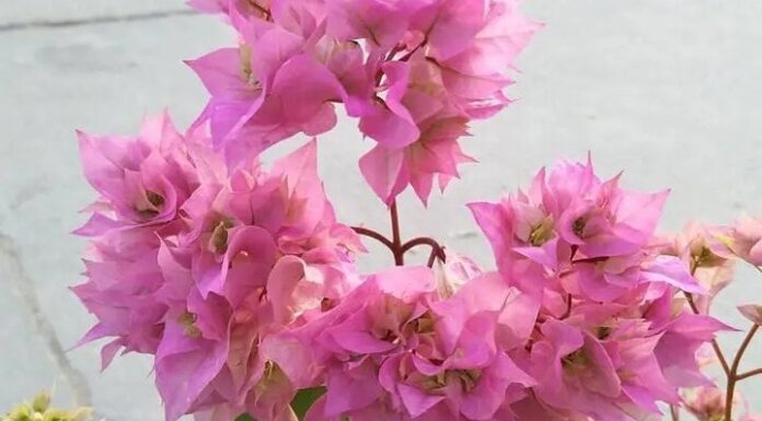 The Reluctant Bougainvillea: Tricks to Get Your Vine Blooming