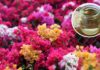 “The Ultimate Guide to Vinegar: Unlocking the Secret to Year-Round Blooming Glory for Your Bougainvillea”