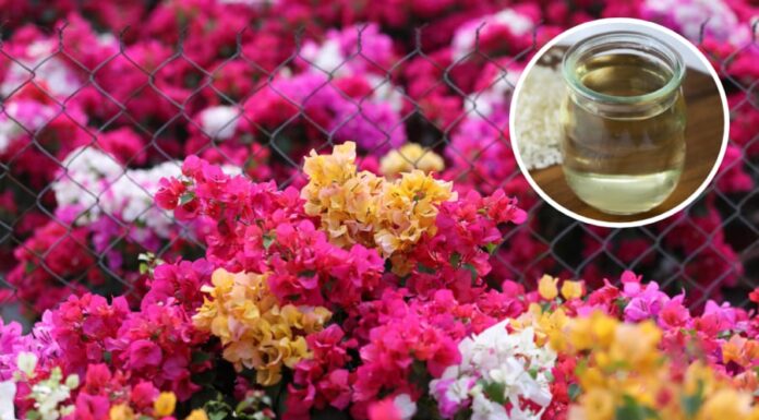 “The Ultimate Guide to Vinegar: Unlocking the Secret to Year-Round Blooming Glory for Your Bougainvillea”