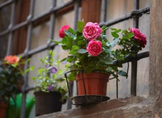 The 5 Best Flowers to Brighten Up Your Balcony and Bring Joy to Your Home.