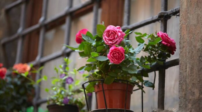 The 5 Best Flowers to Brighten Up Your Balcony and Bring Joy to Your Home.