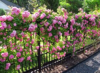 The Secret to a Wealthy Home: Plant These 4 Flowers of Fortune and Thrive.