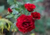 “The Beauty and the Beast: Unraveling the Mystery Behind Red Roses and Their Taboo in Spiritual Practices”
