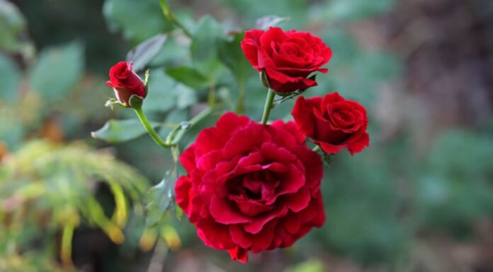 “The Beauty and the Beast: Unraveling the Mystery Behind Red Roses and Their Taboo in Spiritual Practices”