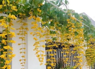 The 3 Enchanting Vines to Transform Your Balcony into a Cascading Curtain of Blooms.