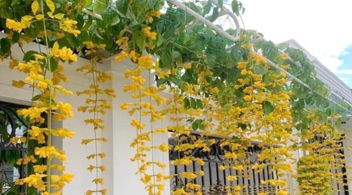 The 3 Enchanting Vines to Transform Your Balcony into a Cascading Curtain of Blooms.