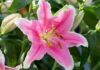 The Ultimate Guide to Choosing Lilies for Tet: A Blooming Marvel that Defies the Cold