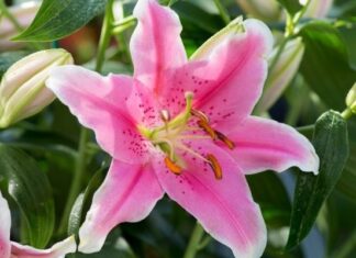 The Ultimate Guide to Choosing Lilies for Tet: A Blooming Marvel that Defies the Cold