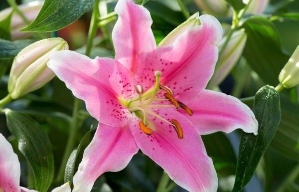 The Ultimate Guide to Choosing Lilies for Tet: A Blooming Marvel that Defies the Cold