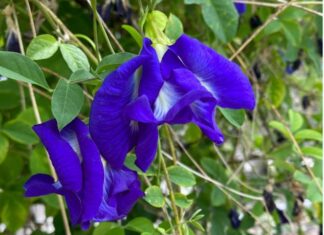 The Secret Garden: Unveiling the “Magic” of Wildflowers Beyond the Hedge.