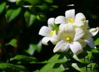 The Power of Planting a Bay Laurel Tree: Unlocking Good Fortune and Harmony