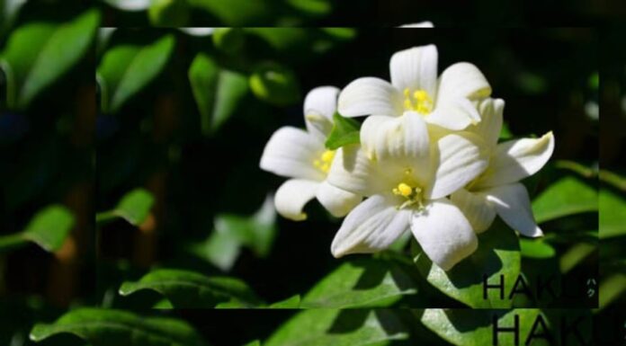 The Power of Planting a Bay Laurel Tree: Unlocking Good Fortune and Harmony