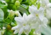 “The Jasmine Conundrum: Why These Four Individuals Should Avoid Growing Jasmine Indoors”