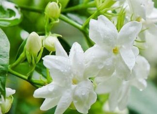 “The Jasmine Conundrum: Why These Four Individuals Should Avoid Growing Jasmine Indoors”