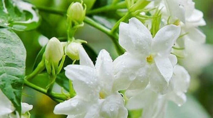 “The Jasmine Conundrum: Why These Four Individuals Should Avoid Growing Jasmine Indoors”