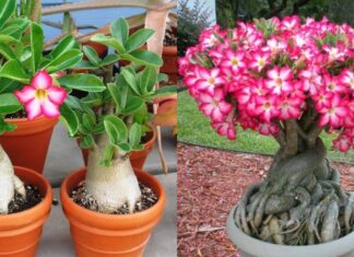 “The Impact of Planting a Frangipani Tree in Front of Your House: Unveiling the Feng Shui Mystery”