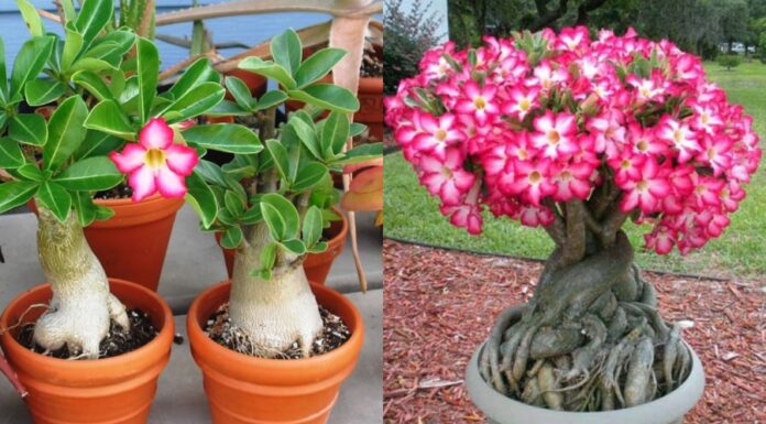 “The Impact of Planting a Frangipani Tree in Front of Your House: Unveiling the Feng Shui Mystery”