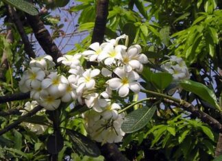 Is It Good Feng Shui to Plant Gardenias in Front of the House?