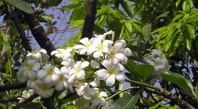 Is It Good Feng Shui to Plant Gardenias in Front of the House?