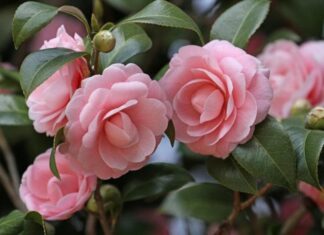 The Three “Divas” of the Plant World: Why You Should Avoid Displaying These Flowers in Your Living Room.