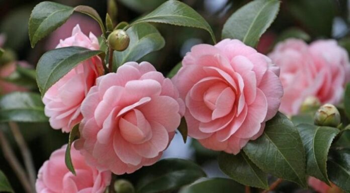 The Three “Divas” of the Plant World: Why You Should Avoid Displaying These Flowers in Your Living Room.