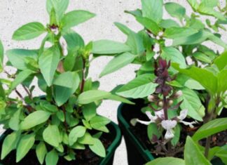 Unlock a Treasure Trove of Wealth and Health: The Power of Herbs According to Feng Shui Masters