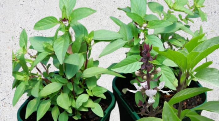 Unlock a Treasure Trove of Wealth and Health: The Power of Herbs According to Feng Shui Masters