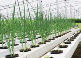 “The Ultimate Guide to Growing Spring Onions and Bulb Onions at Home”