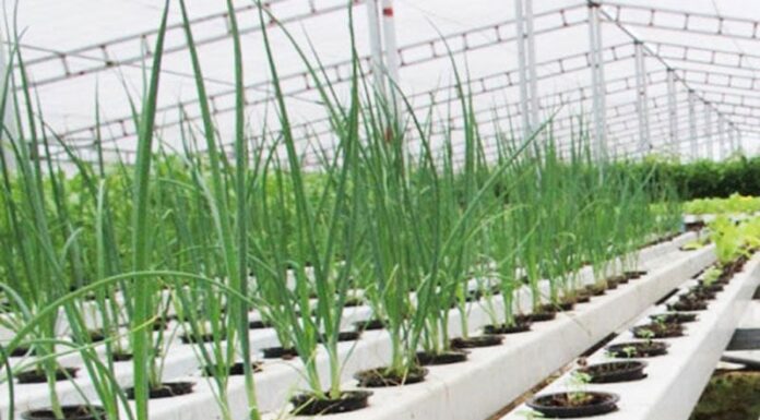 “The Ultimate Guide to Growing Spring Onions and Bulb Onions at Home”