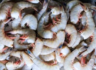 The Fastest Way to Peel a Live Shrimp in Just 1 Second, Leaving All the Meat Intact!