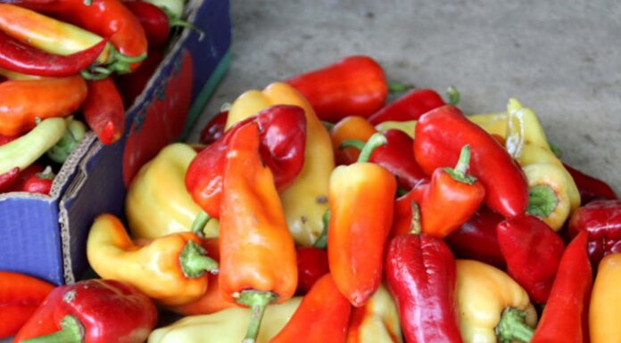 The Ultimate Guide to Handling Chili Peppers Like a Pro: 5 Tips to Keep Your Hands Burn-Free While Chopping