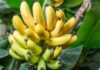 The Ultimate Guide to Buying Bananas: Master the Art of Choosing the Perfect Fruit with These 6 Simple Tips