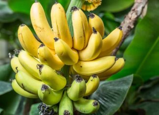 The Ultimate Guide to Buying Bananas: Master the Art of Choosing the Perfect Fruit with These 6 Simple Tips