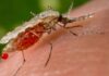 “Keep Dengue at Bay: Tips to Ensure Mosquitoes Don’t Stand a Chance”