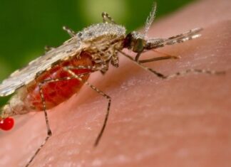 “Keep Dengue at Bay: Tips to Ensure Mosquitoes Don’t Stand a Chance”