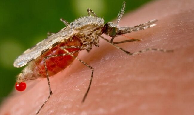“Keep Dengue at Bay: Tips to Ensure Mosquitoes Don’t Stand a Chance”