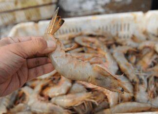 The Secret to Keeping Shrimp Fresh All Year Round: Three Simple Tips to Try at Home