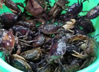 The Ultimate Guide to Preparing Crabs: A Delicious Delicacy, Done Right.