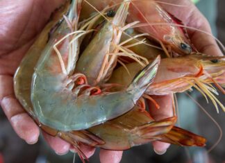 The Secret to Perfectly Cooked Shrimp: Forget the Onions and Ginger, Just Add a Pinch of These Spices for a Vibrant, Fragrant Dish