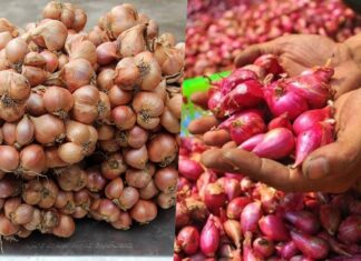 The Ultimate Guide to Preserving Onions: A Crisp, Tangy Treat that Stays Fresh for Weeks.