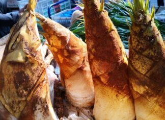 The Ultimate Guide to Buying Fresh Bamboo Shoots: Unveiling the Two Secrets to a Perfect Purchase
