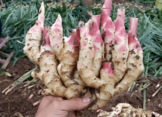 The Magic Elixir to Keep Your Ginger Fresh: A Simple, Cost-Effective Solution