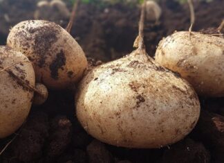 Is Cassava Good for Diabetics? The Benefits of Cassava for Diabetics.