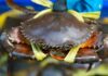 Unlocking the Secrets to Buying the Perfect Crab: 5 Golden Rules for Succulent, Meaty Treats