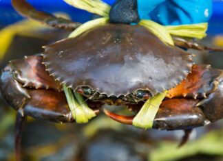 Unlocking the Secrets to Buying the Perfect Crab: 5 Golden Rules for Succulent, Meaty Treats